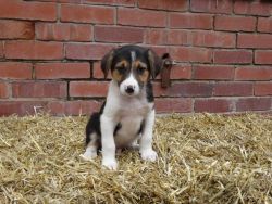 Border Collie Pups For Sale - Ready Now
