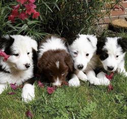 Lovely Border Collie Pups