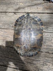 Turtle for sell in Baltimore