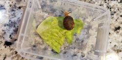 Land Snails as Pets - Free