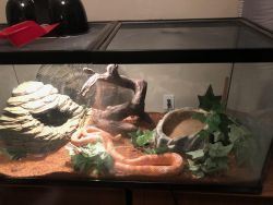 Albino Snake with Habitat Included