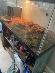 Red tail boa 4-5 foot