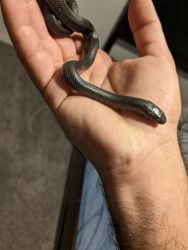 Black mexican king snake
