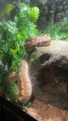 Leopard and spider ball python