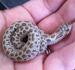 Ball phython snakes 2 weeks old ready
