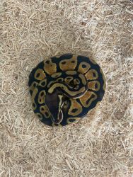 Ball python snake in Miami, FL