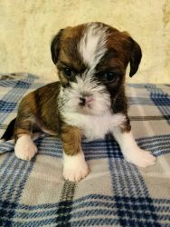 Shorkie Puppy For Sale