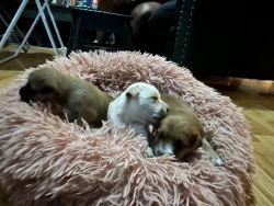 Snorkie puppies for sale