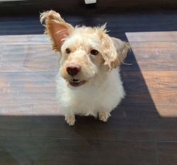 Cute dog looking for a brand new home.