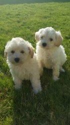 Stunning Schnoodle Puppies