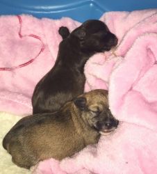 Snorkie puppies for sale!