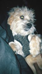 1 Year Old Male Yorkie For Sale