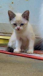Male & Female Snowshoes Kittens For Sale
