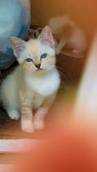 Pure Breed Snowshoes Kittens For Sale