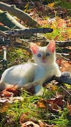 Cute Male & Female Snowshoes Kittens For Sale