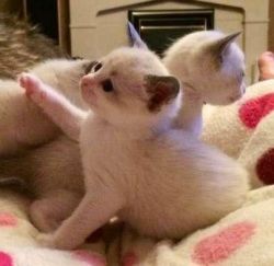 Snowshoe Kittens