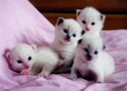 Snowshoe Kittens