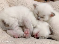 Snowshoe siamese kittens
