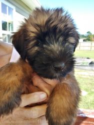 Soft Coated Wheaten Terrier Pure Bred