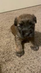Puppies Available -1 boy left (dark blue collar)