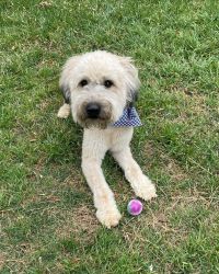 Rehoming Soft Coated Wheaten