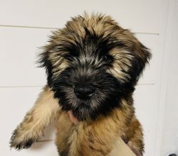 AKC Registered HYPOALLERGENIC SOFT COATED WHEATEN TERRIERS