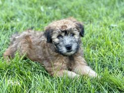 Adorable Soft-Coated Wheaten Terrier Puppies