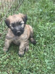 Soft coated wheaten terrier puppies