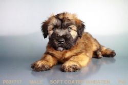 Male Soft Coated Wheaten Terrier