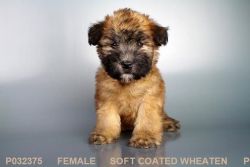 Our Female Soft Coated Wheatie Puppy!