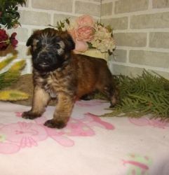 Quality Soft Coated Wheaten Terrier puppies