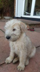 Soft Coated Irish Wheaten Terrier Pups For Sale