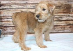 Soft Coated Wheaten Terrier For Sale