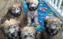 AKC Wheaten pups-Looking for a
