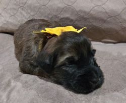 Soft Coated Wheaten Terrier puppies, males and females available