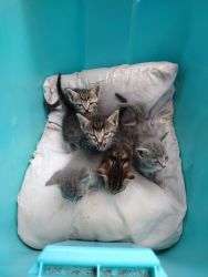 Very cute sokoke kittens