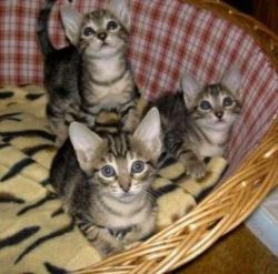 Cute Sokoke Kittens Available