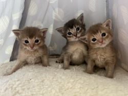 Amazing Somali kittens of various colors