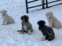 Spanish Mastiff mix puppies