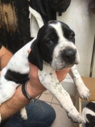 English Pointer Puppies For Sale