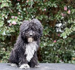 Hypoallergenic Spanish Water Dog available