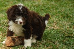 Charming Cute Spanish Water Dog Puppies Ready Now