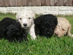 Outstanding Litter Of Spanish Water Dog Puppies
