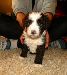 Spanish Water Dog Puppies for X-Mas