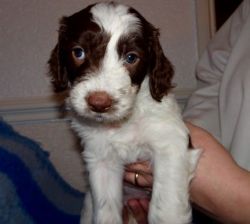 Sproodle/ Springerdoodle Puppies For Sale.