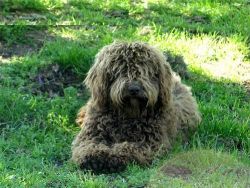 Spanish Water Dog Puppy For Sale