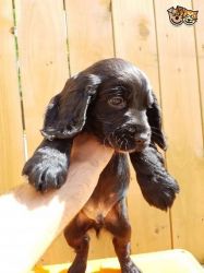Spocker Spaniels Puppies For Sale