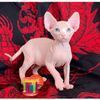 Purebred sphynx kittens available