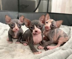 Awesome Sphynx kittens -8&&$