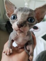 Sphynx Kittens For Sale Now ( http://xxxxxxxxxxxxxxx.xxxxxxx.xxx )